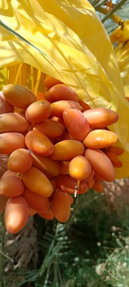 Deglet Nour dates from Algeria