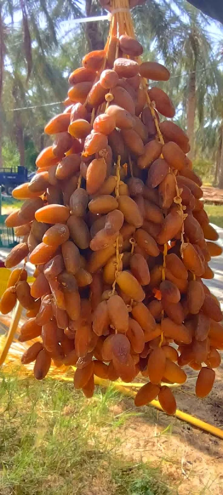 Algerian Deglet Nour date photograph